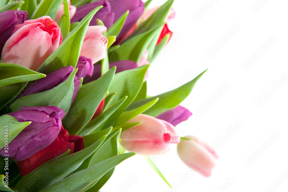Colorful tulips Colorful tulips