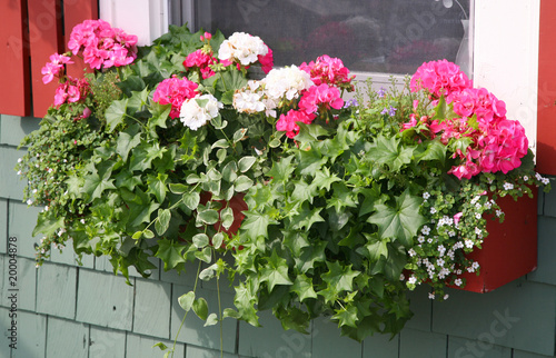 Tableau sur toile Geranium Window Box