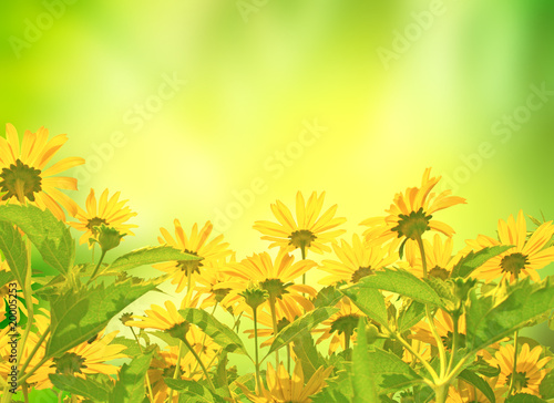 Fototapeta Naklejka Na Ścianę i Meble -  Yellow flowers
