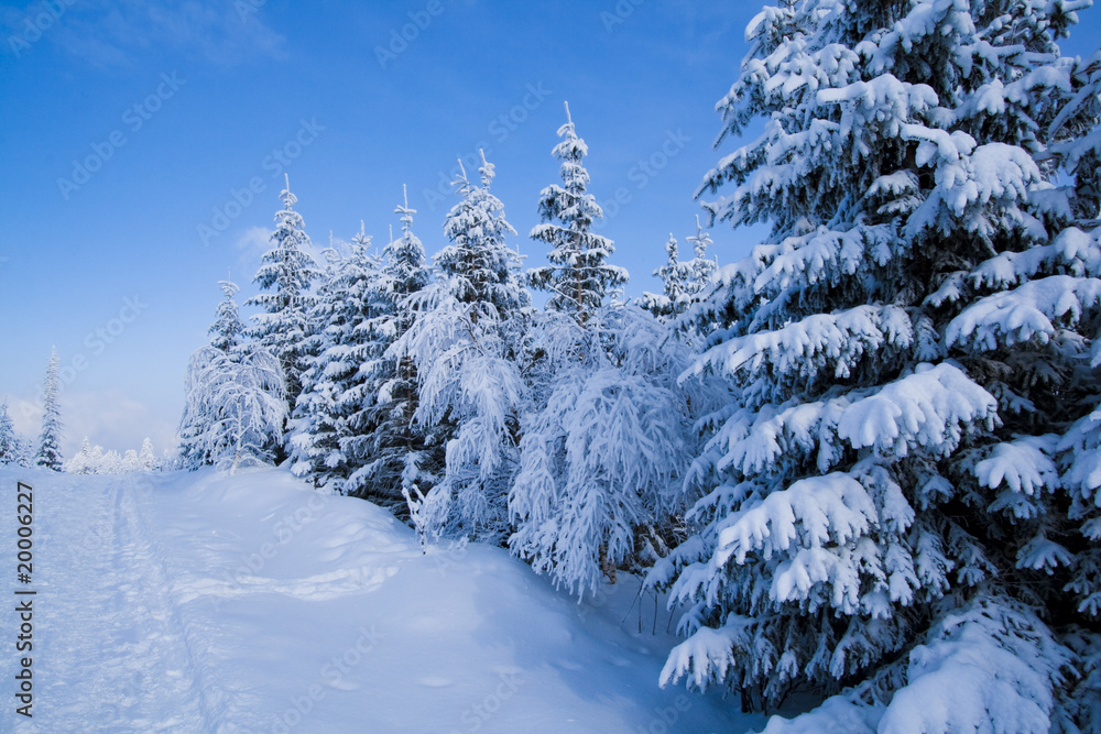 Fototapeta premium Winter Landscapes