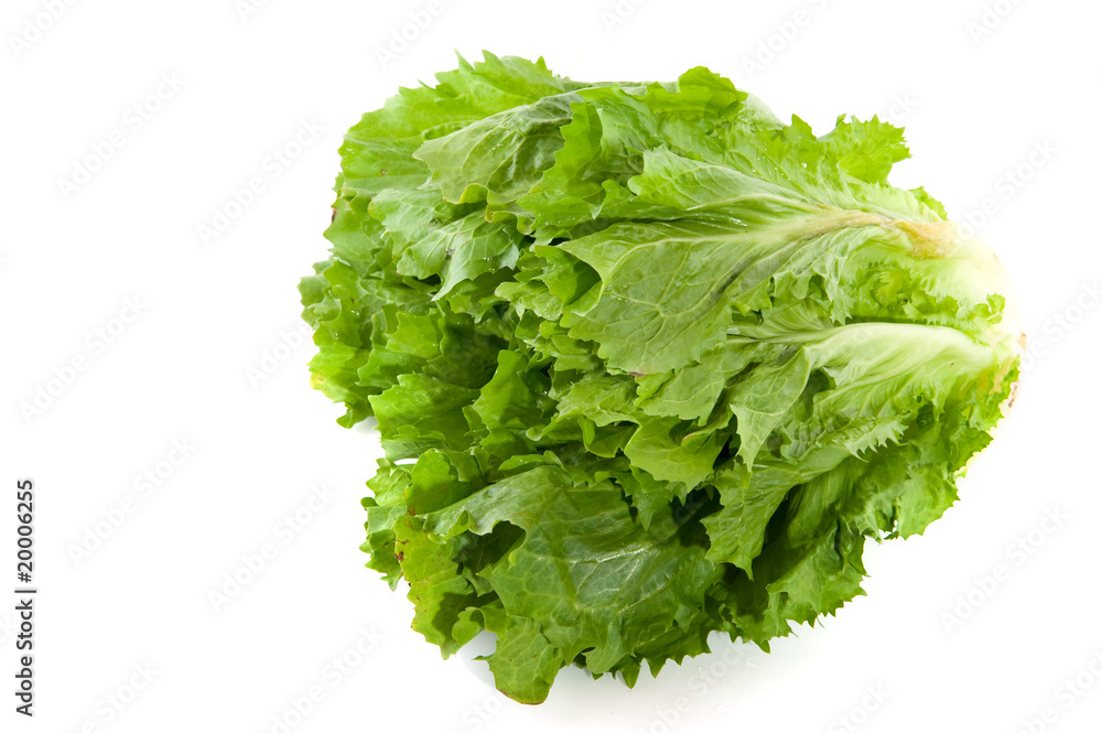 endive endive