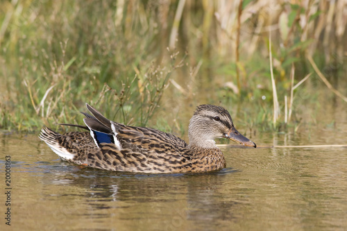 Stockente photo