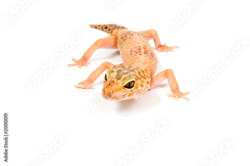 Gecko in front of a white background © Ramona Smiers