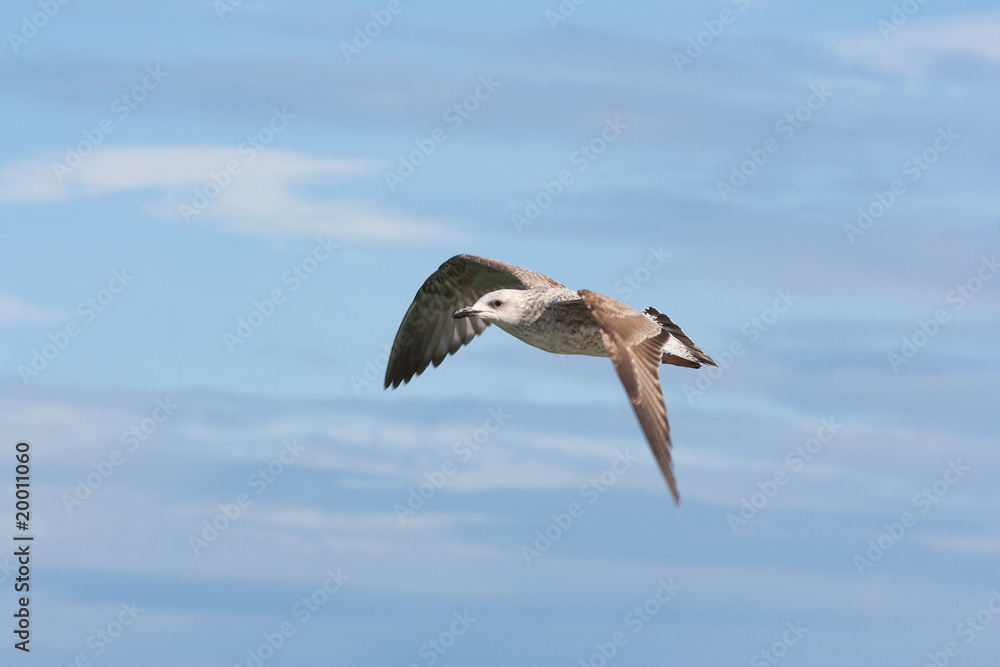 Obraz premium Seagull