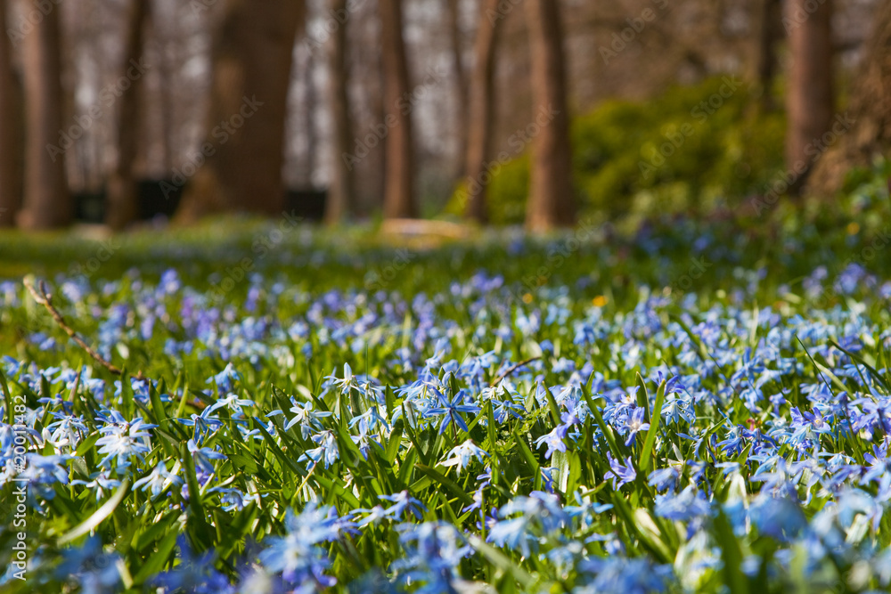 Obraz premium Wild hyacinths in forest