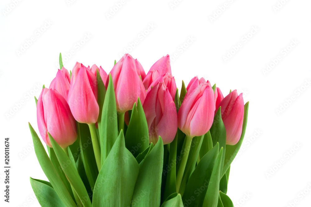 spring tulips isolated spring tulips isolated