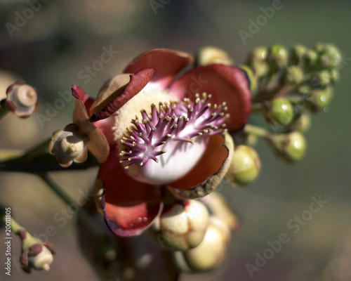 a "cannon ball " (Couroupita guianensis)  flower. © jose garcia
