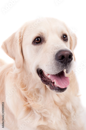 Golden Retriever Portrait © Hugo Félix