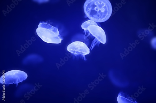 Moon jellyfish over blue water © lunamarina