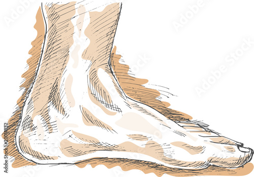 drawing of a Human Left Foot viewed from side