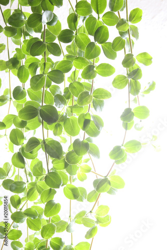 Wallpaper Mural Blätter Torontodigital.ca