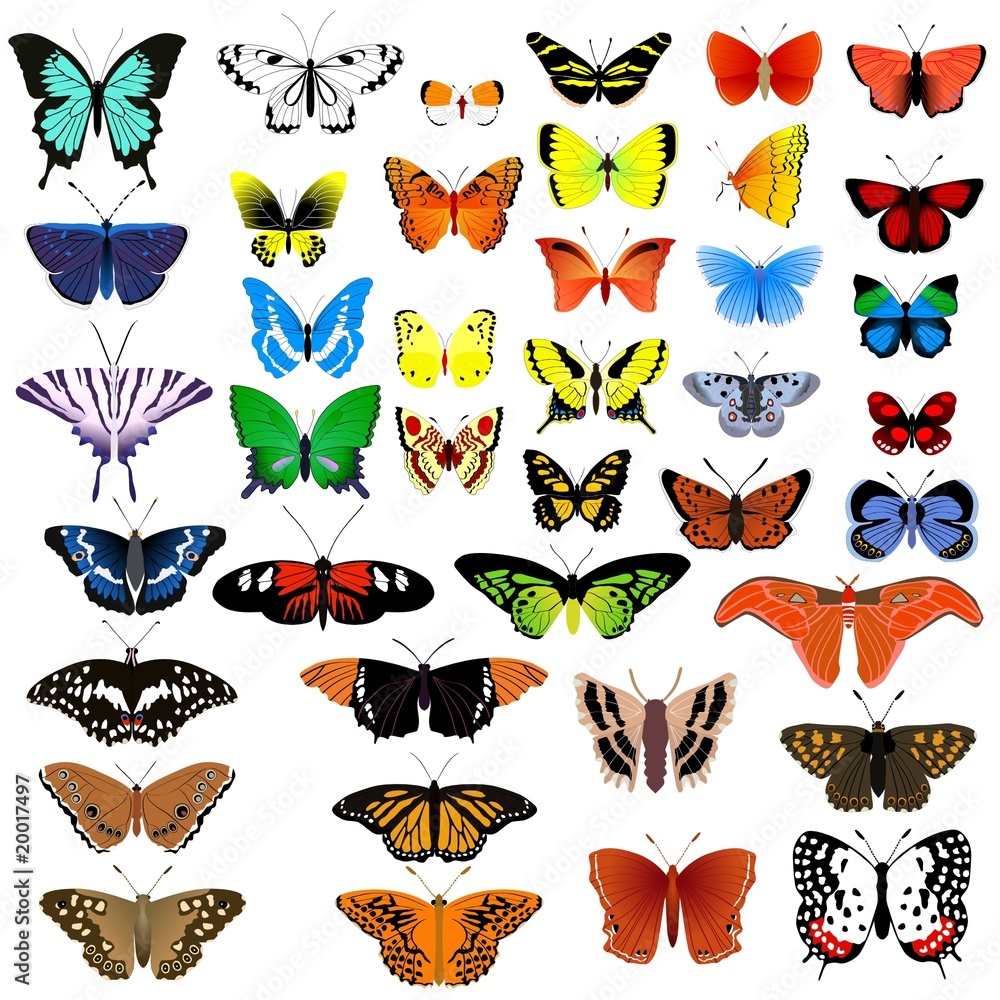 collection of butterflies
