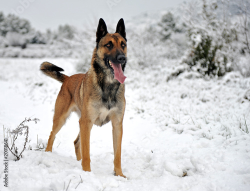 chien malinois dans la neige