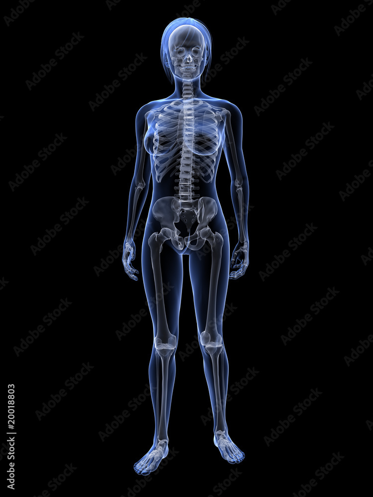 Transparente Frau mit Brustdrüsen und Uterus Transparente Frau mit Brustdrüsen und Uterus