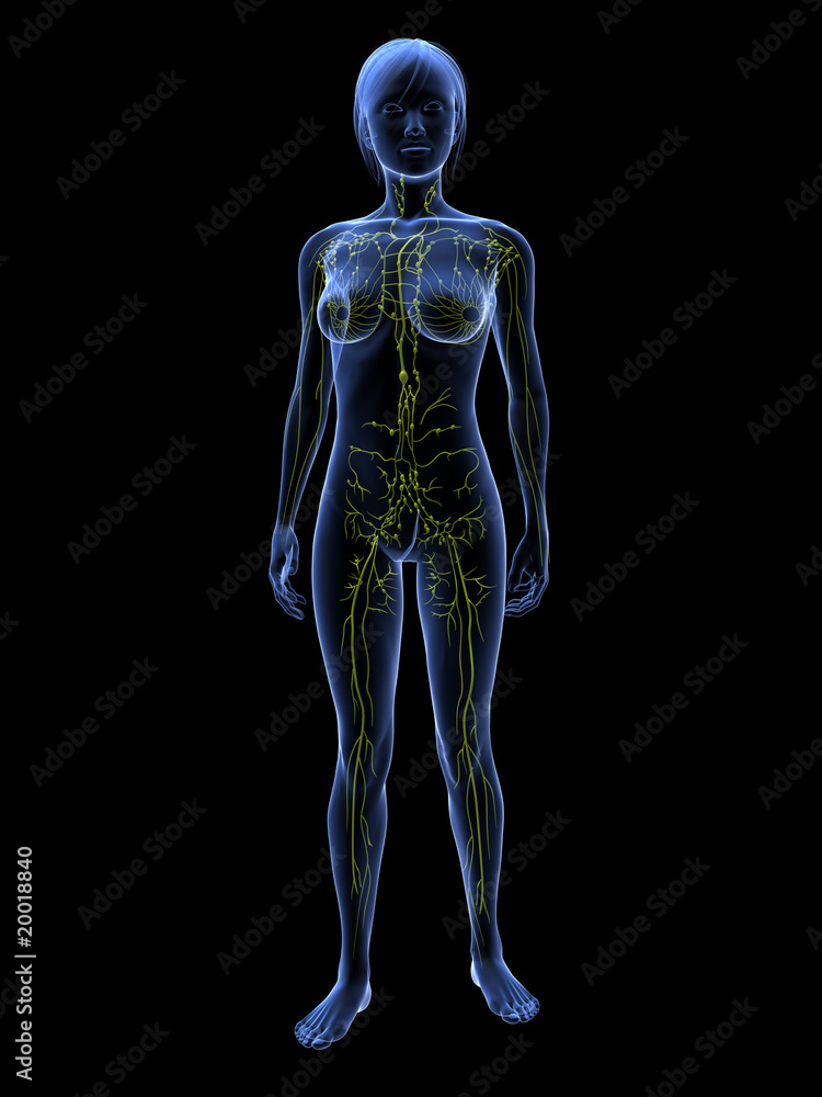Transparente Frau mit lymphatischem System Transparente Frau mit lymphatischem System