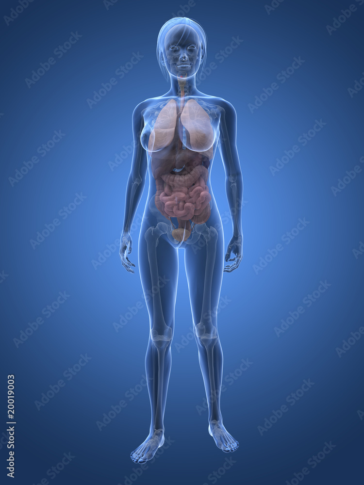 weibliche Anatomie weibliche Anatomie
