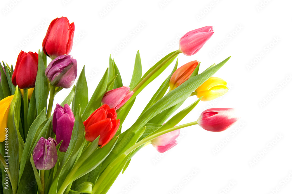 bouquet of Dutch tulips over white background bouquet of Dutch tulips over white background