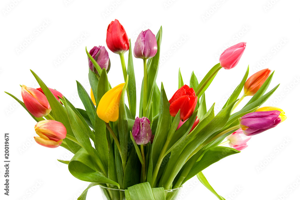 Dutch tulips in glass vase over white background Dutch tulips in glass vase over white background