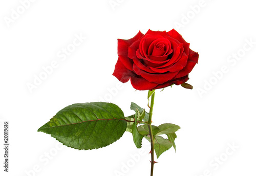 One single red rose over white background