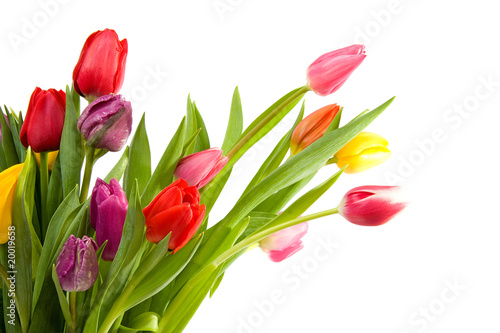 bouquet of Dutch tulips over white background