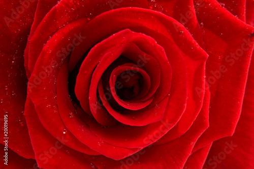red rose in closeup