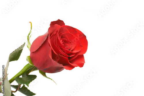 red romantic rose