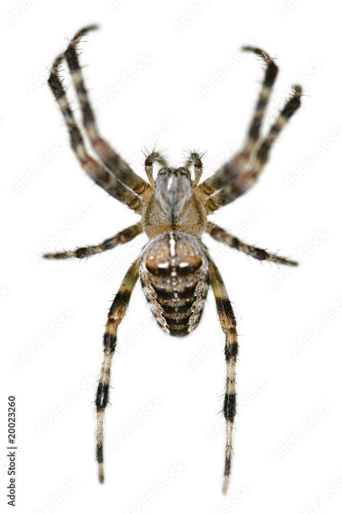common british garden spider on white common british garden spider on white