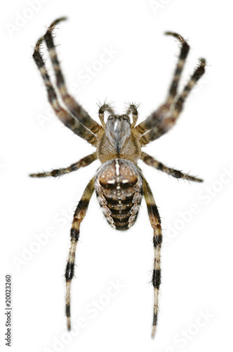 common british garden spider on white