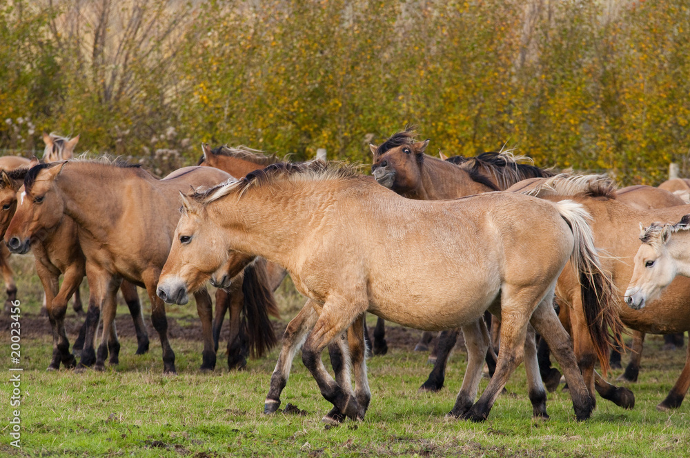 Chevaux Henson lors de la Transhenson 2009 Chevaux Henson lors de la Transhenson 2009