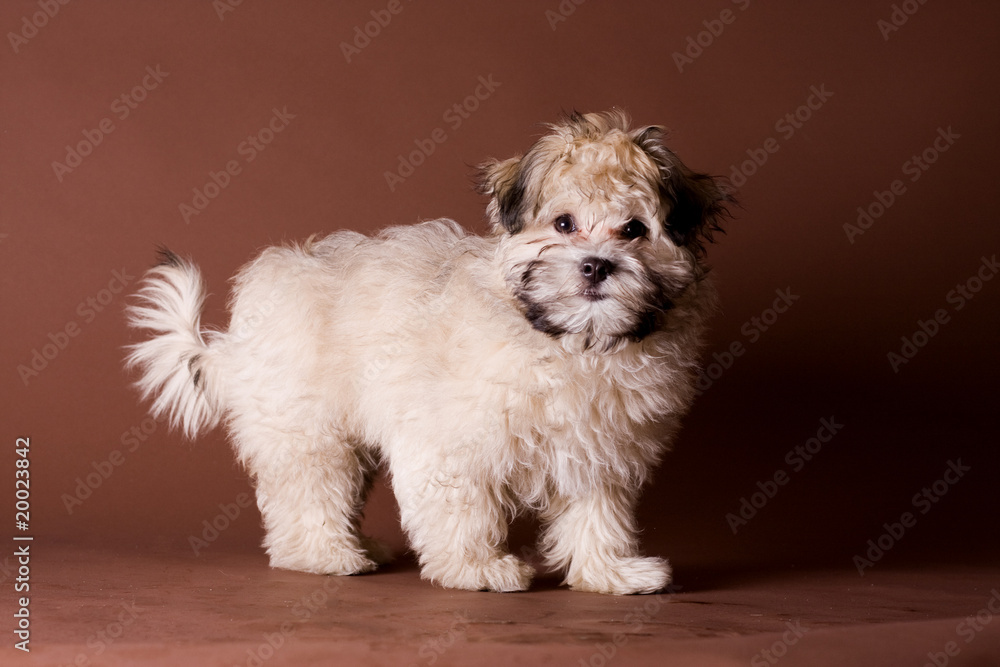 Havaneser, kleiner Hund, Haustier, Rassehund Havaneser, kleiner Hund, Haustier, Rassehund