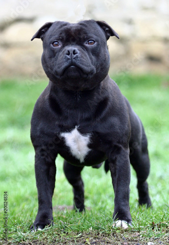 staffordshire bull terrier de face bien campé sur ses pattes photo