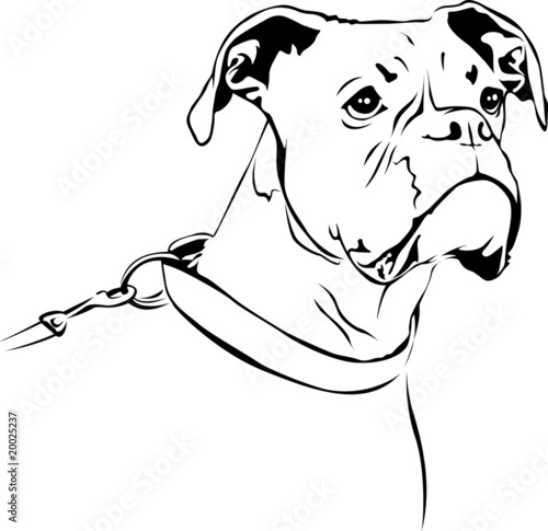 Boxer - the friend