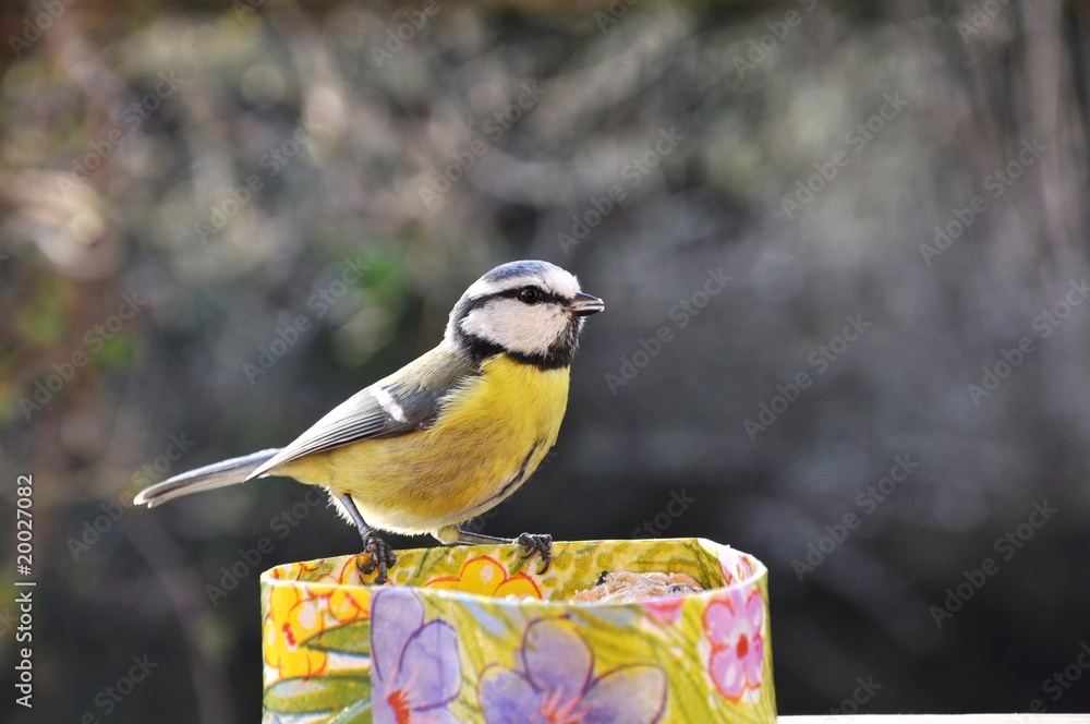 Fototapeta premium habitant des jardins d hiver