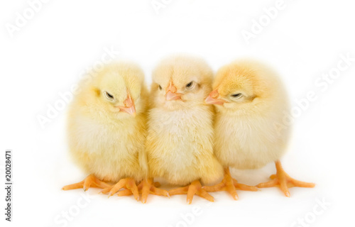 Wallpaper Mural Easter chicks Torontodigital.ca