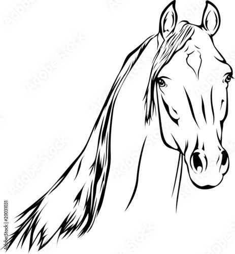 Arabian Horse 02