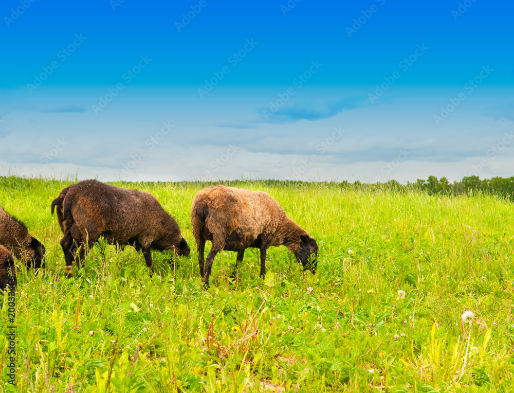 sheep in the field