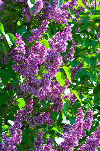 flowers of purple lilac