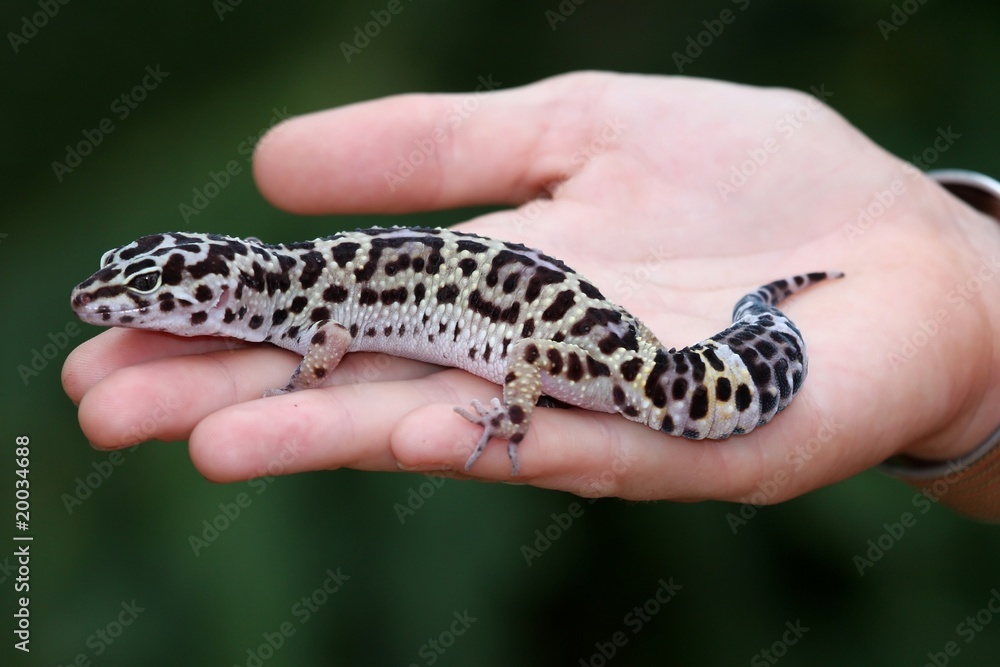 Naklejka premium Beautiful Leopard Gecko