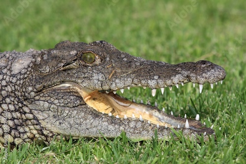 Nile Crocodile Portrait