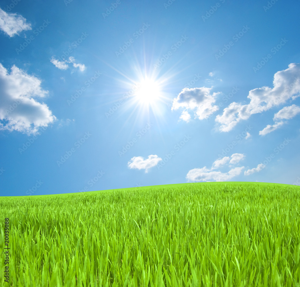 Obraz premium Meadow with a young green grass and the blue sky with the sun
