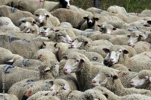 A flock of sheep © Himage