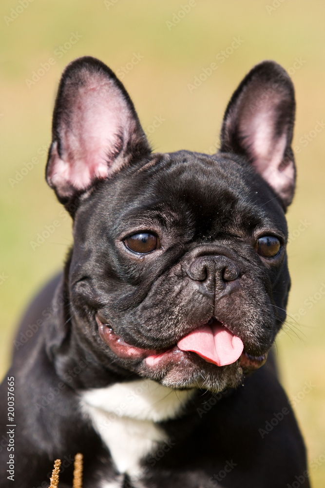 Black French Bulldog in outdoor settings