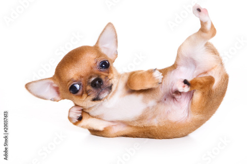 Fototapeta Naklejka Na Ścianę i Meble -  Chihuahua puppy isolated on white
