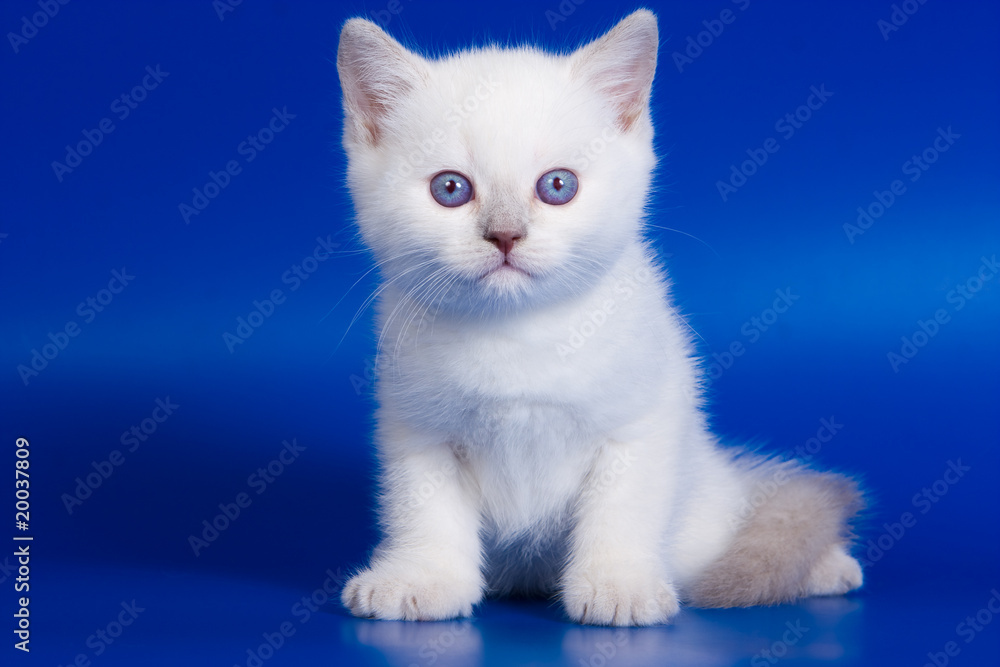 Obraz premium Cute kitten on blue background