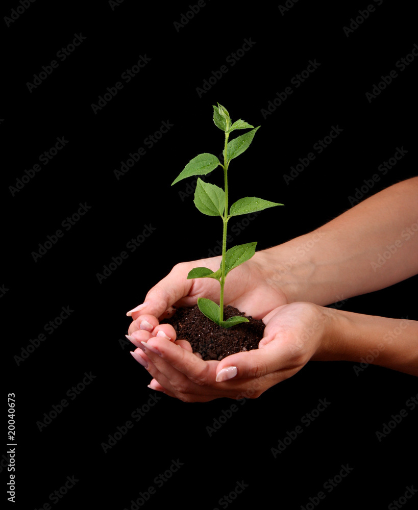 Young plant in hand on black background Young plant in hand on black background