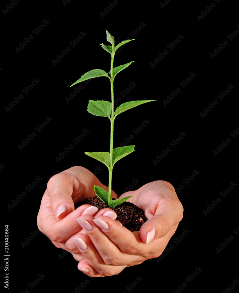Young plant in hand on black background Young plant in hand on black background