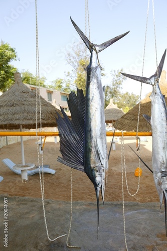 Foto Sailfish catch hanging marlin fishing trophy
