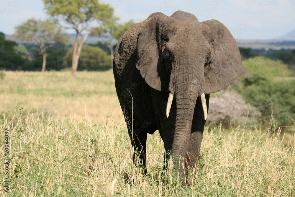 Fototapeta premium Elephant. Tanzania, Africa