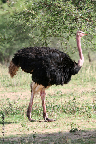 Ostrich in Tarangire National Park. Tanzania, Africa