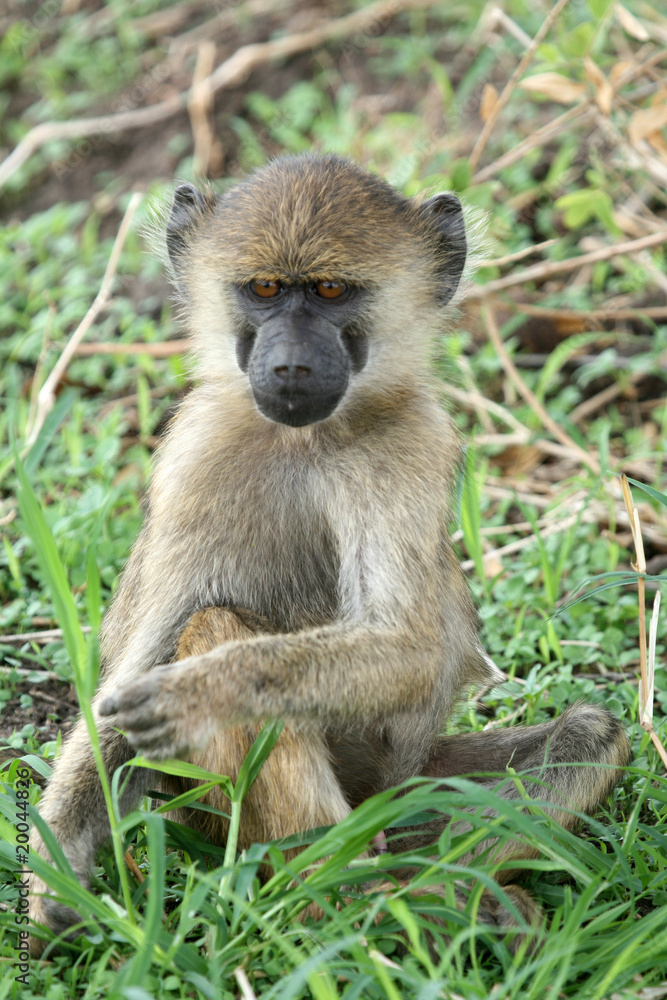 Fototapeta premium Baboon - Tanzania, Africa